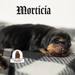 Morticia - Black and tan female Bloodhound puppy in Wamego, Kansas from Flint Hills Hounds