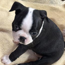 Molly - Black and white female Boston Terrier puppy in Alabama from Southern Bulldogs