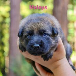 Meleys - Sable female German Shepherd puppy in Santa Cruz, California from Von Guadachi German Shepherds & Audacity Border Collies