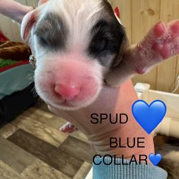 SPUD - Gray and white male Sheepadoodle puppy in Buffalo, Minnesota from Fur-ever Doodles
