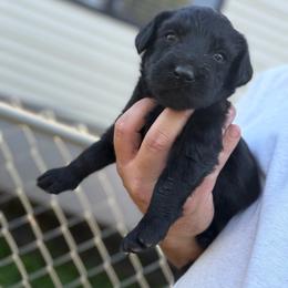 Callie - Black female Labradoodle puppy in Georgetown, South Carolina from Muddy Bay Kennels