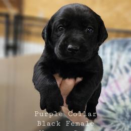 Purple Collar - Black female Labrador Retriever puppy in Boyd, Minnesota from Lindley Labradors