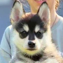Arlo - Wolf sable Pomsky puppy in Kennewick, Washington from Nebula Ranch Pomskies