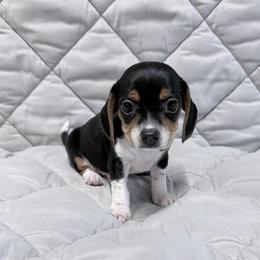 Pocket Besgle Male - Black white and tan male Beagle puppy in Gentry, Arkansas from HC Puppy Ranch