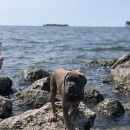 Cane Corso and Lowchen Puppies from High Royal Kennel