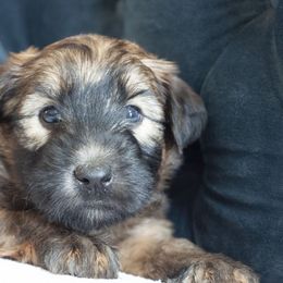 Soft Coated Wheaten Terriers from Fuller Farm Wheaten Terriers