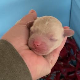 Girl 2 - Apricot female Havapoo puppy in Tropic, Utah from Lady Paws-Kara