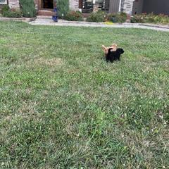 Saint Berdoodle Puppies from Highland Ridge Doodles