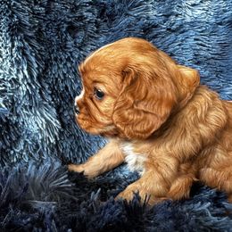 Cavalier King Charles Spaniel Puppies from Crosby's Cavaliers
