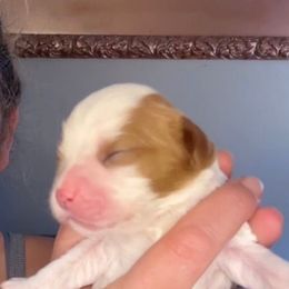 Blenheim boy - Blenheim male Cavalier King Charles Spaniel puppy in South Carolina from Columbia Cavaliers