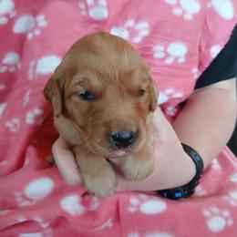 Pink - Dark golden female Golden Retriever puppy in Lanesboro, Minnesota from Eagle Ridge Golden Retrievers
