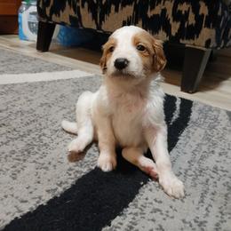 Puppy 1 - Parti female Double Doodle puppy in Pleasant Hill, Iowa from Courtney Nicole's Mal Shihs & Goldendoodles