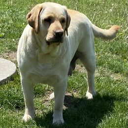 Sailor - Labrador Retriever