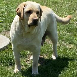 Sailor - Labrador Retriever