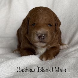 Cashew - Red  male Goldendoodle puppy in De Pere, Wisconsin from Kinzor Kennels