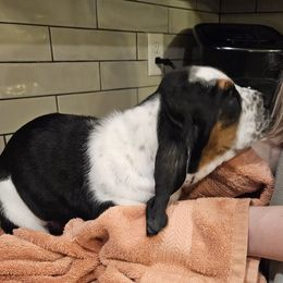 Nymeria - Black white and brown Basset Hound puppy in Spokane Valley, Washington from Valley Basset Hounds