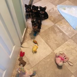Yorkshire Terrier Puppies from Chestnut Yorkies