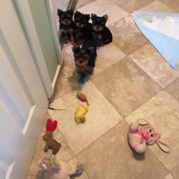 Yorkshire Terrier Puppies from Chestnut Yorkies