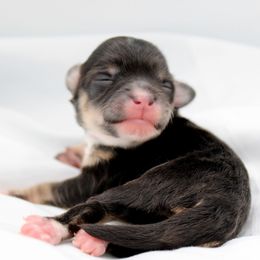 Hermione - Black and tan female Havapoo puppy in Hendersonville, North Carolina from Grayfinn House