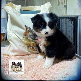 Toy Australian Shepherd Puppies from Diamond Bar N Ranch