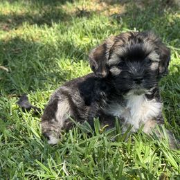 Ewok - Black and tan brindle male Havanese puppy in Brisbane, California from Natalie’s Havanese