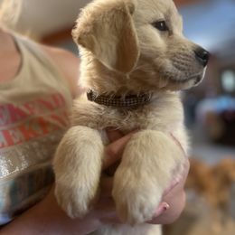 Golden Retriever and Labrador Retriever Puppies from Storm Chasers Retrievers