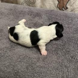 Spot - Piebald male Dachshund puppy in Henrico, Virginia from All About Pets