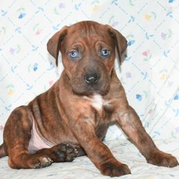Sparky - Catahoula Leopard Dog puppy in Potsdam, New York from Spot On Catahoula Leopard Dogs