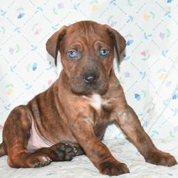 Sparky - Catahoula Leopard Dog puppy in Potsdam, New York from Spot On Catahoula Leopard Dogs