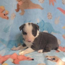 Pepper - Blue female Border Collie puppy in Gary, Indiana from Lake Ridge Border Collies