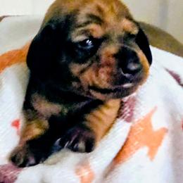 Pumpkin - Red female Dachshund puppy in Roseville, California from Denver's Golden Dashies