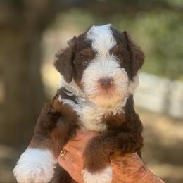 Samson - male Australian Mountain Doodle puppy in Temecula, California from Country Hills Doodles