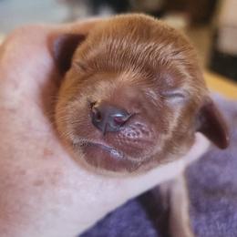 Red rider - Ruby female Cavalier King Charles Spaniel puppy in Albany, Oregon from Hit Parade Cavaliers