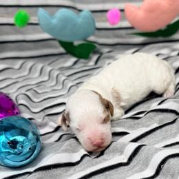 Halo - Blenheim female Cavapoo puppy in Salem, New Jersey from Dreamy Night Doodles