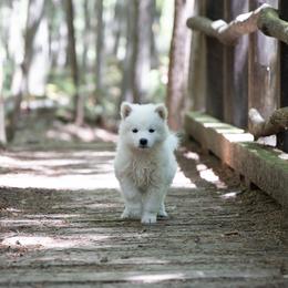 Pomsky Puppies from New World Pomskies