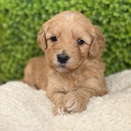 Joker - Red  male Goldendoodle puppy in Clinton, Utah from Golden Law Kennels