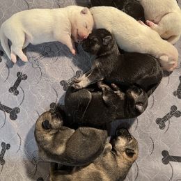 German Shepherd Puppies from Pocono GSD