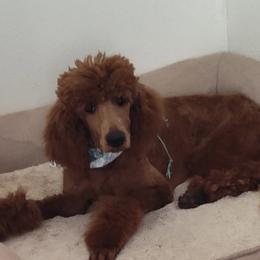 Poodle puppies from The Dynasty