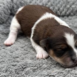 Elsa - Chocolate and white female Havapoo puppy in Loveland, Colorado from Littledoodles2love
