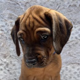 Blue collar - Rd whtn blk nose male Rhodesian Ridgeback puppy in Aubrey, Texas from Bushveld Rhodesian Ridgebacks