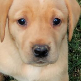 Labrador Retrievers from Charmed Labradors