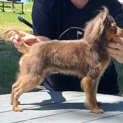 Huckleberry - Russian Toy