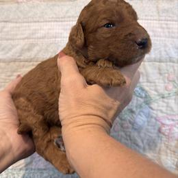 Loretta (Lynn) - Red  female Goldendoodle puppy in Eagleville, Tennessee from Nash Doodles