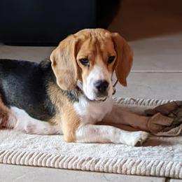 Ember - Beagle