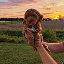 Teddy - Red  male Goldendoodle puppy in Farmville, North Carolina from The Farmers Doodle