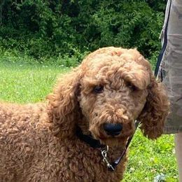 Danner - Poodle