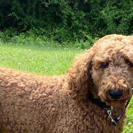 Danner - Poodle