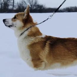 Pembroke Welsh Corgi puppies from Cahas Corgis of Virginia