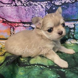 Candy - Merle female Chihuahua puppy in Bowdon, Georgia from Paschal's Pups