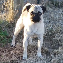 Ranger - Pug